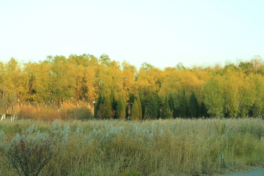 秋景 樹木 樹林 樹枝