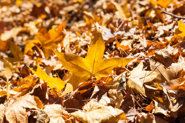 香山紅葉