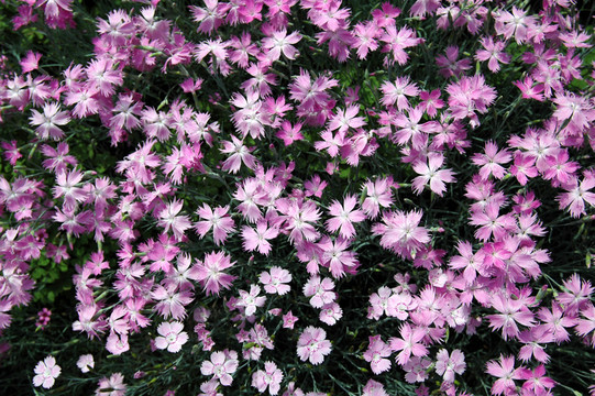 石竹花