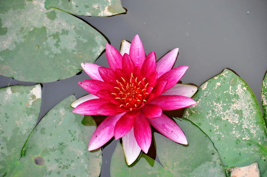 蓮花