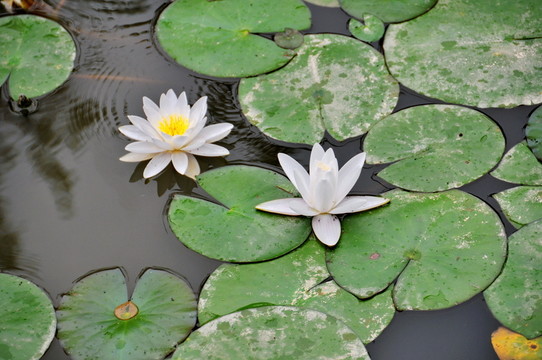 蓮花