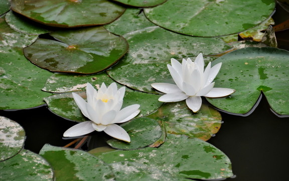 蓮花