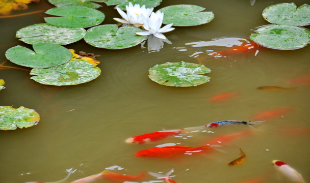 荷花金魚