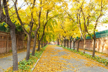 北京使館區(qū)秋景