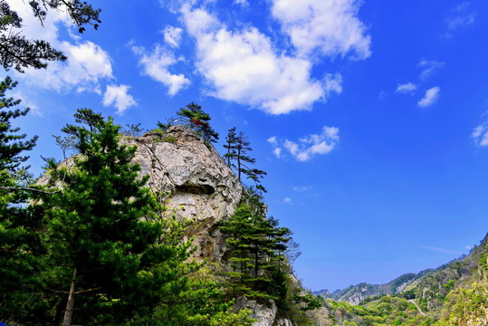 老界嶺風(fēng)光
