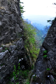 老界嶺風(fēng)光