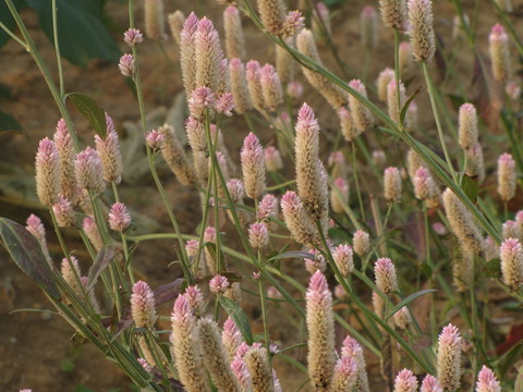 青葙子 野雞冠花 牛尾巴花
