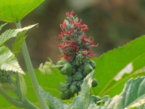 蓖麻開花