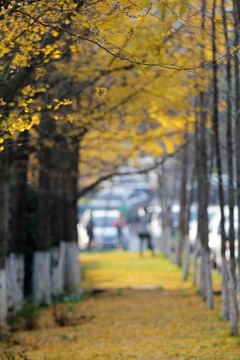 秋色中的銀杏林道