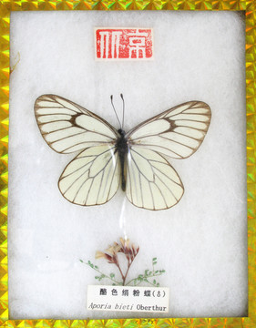 蝴蝶標(biāo)本