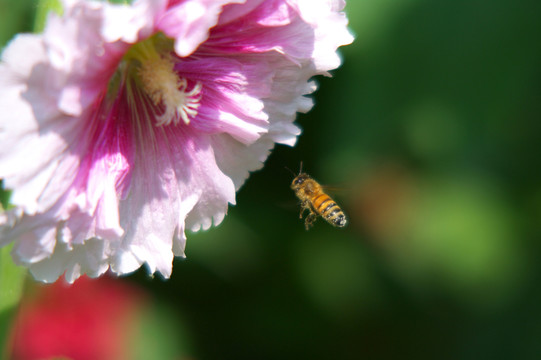 蜀葵花