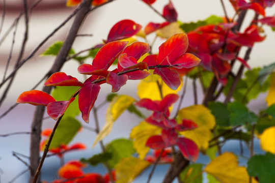 紅葉