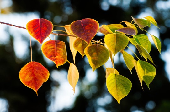 紅葉