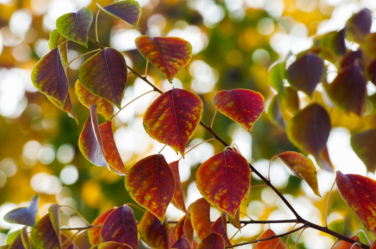 紅葉