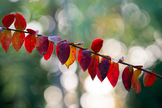 紅葉