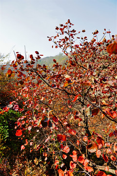 秋色 山川（高清）