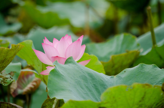 荷花