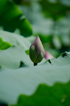 荷花