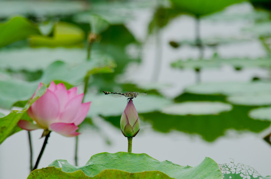 荷花