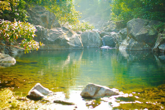 樹(shù)與太陽(yáng)