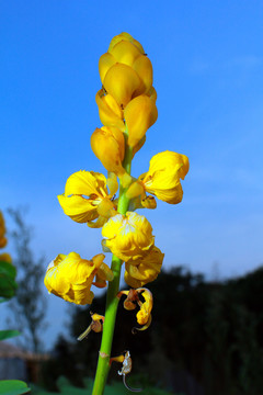 花
