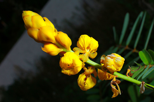 花