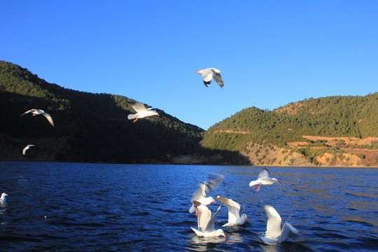海鷗