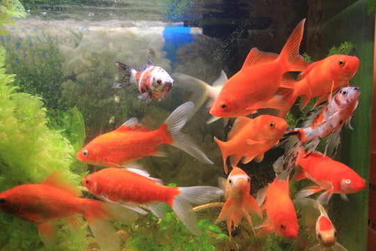 金魚