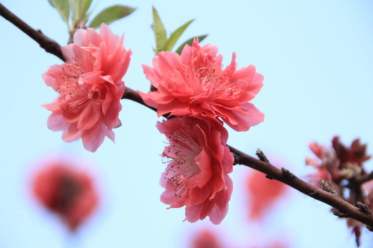 桃花