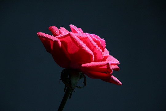 玫瑰花