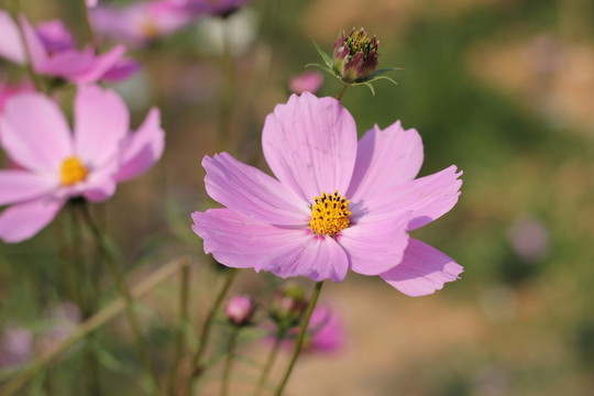 野菊花