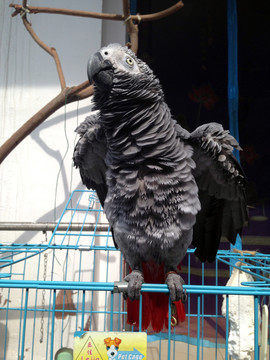 非洲鸚鵡 灰鸚鵡 寵物鳥 鳥類