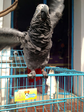 非洲鸚鵡 灰鸚鵡 寵物鳥 鳥類