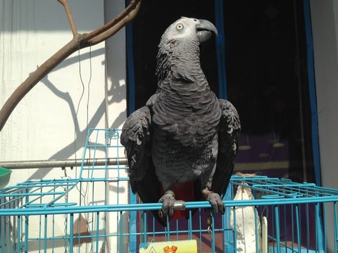 非洲鸚鵡 灰鸚鵡 寵物鳥 鳥類