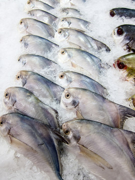 冰柜里的海鮮魚類