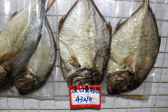 鯧魚