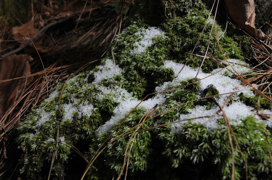 苔蘚殘雪