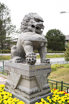 北京大學 石獅子