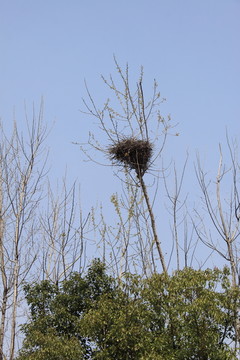 鳥窩