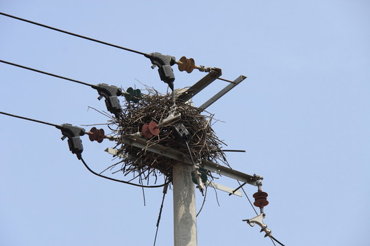 鳥窩