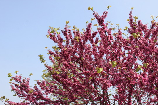 紅花枝