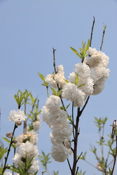 白花