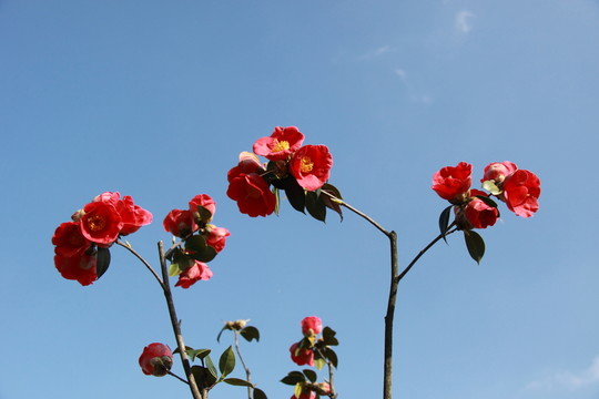 茶花