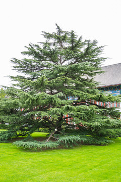 柏樹(shù)果