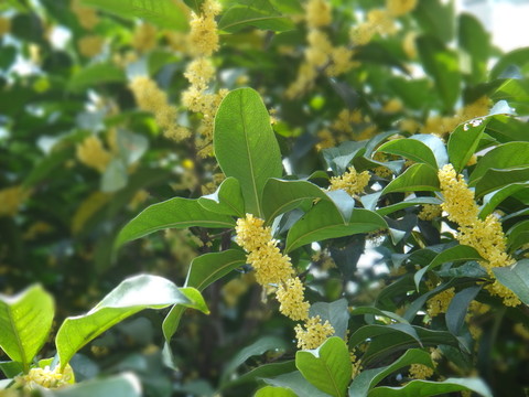 桂花
