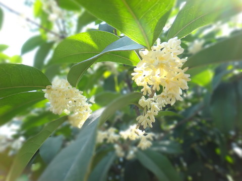 桂花