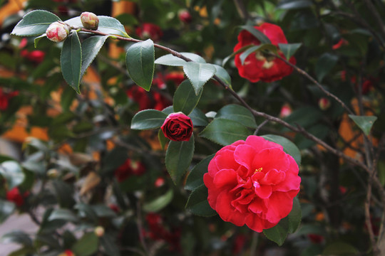 茶花
