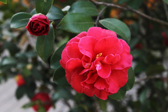 紅色茶花