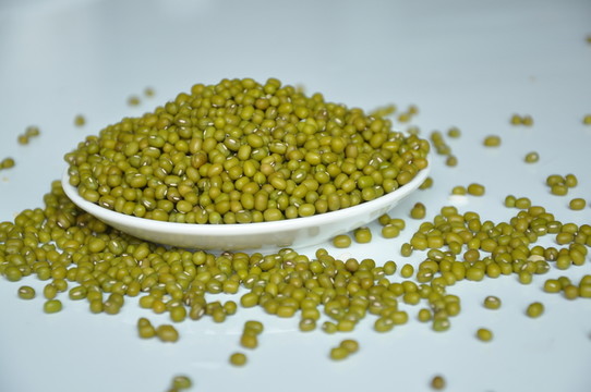 綠豆 綠豆素材