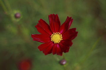 鮮花